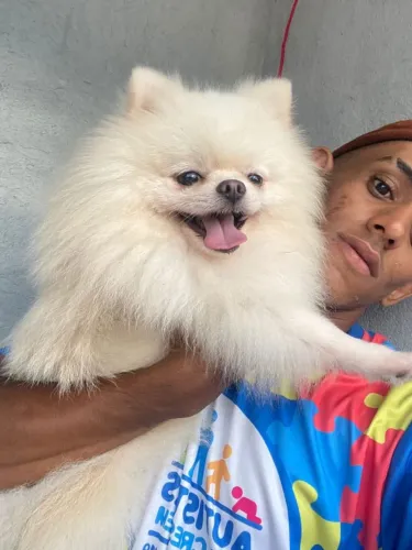 Lulu da Pomerânia pra cobertura.