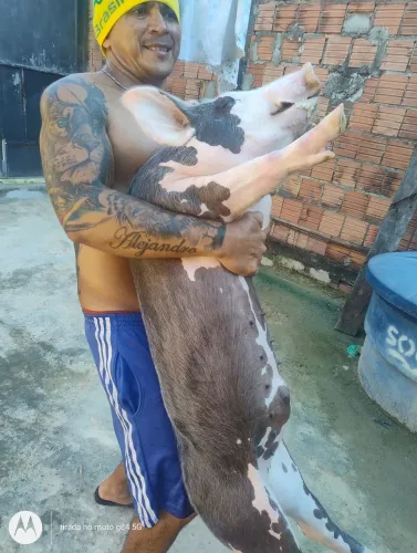 Porco pietran com duroc 