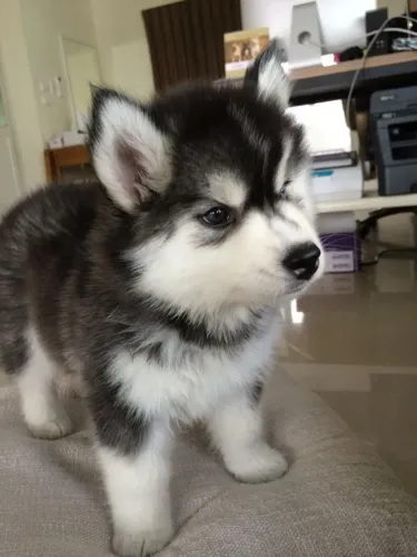 Filhote de Husky Siberiano O Encanto Que Chama Atenção Por Onde Passa
