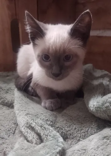 Gatinhos para adoção 