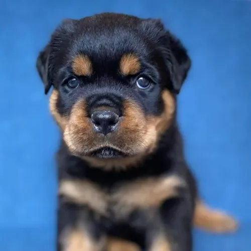 Filhotes de Rottweiler | Companhia, carinho e muita alegria.