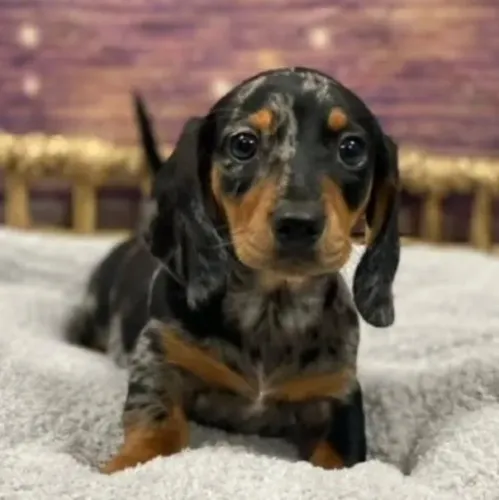 Basset Mini Dachshund Alerquim Super Saudáveis.