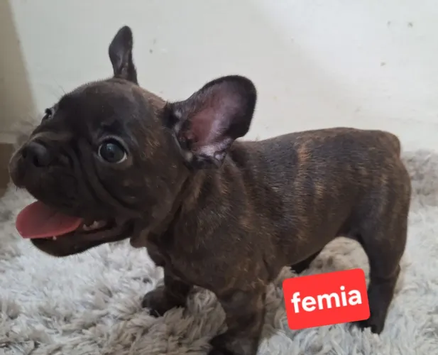 Buldogue francês 