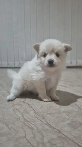 Lulu Pomerânia