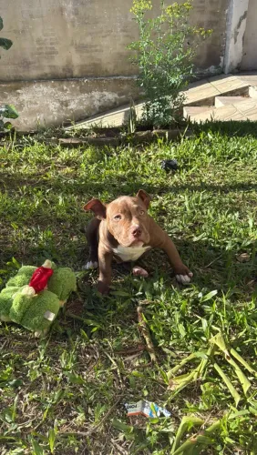Vendo Pitbull, macho, raça registrada, 1 ano e 5 meses!!