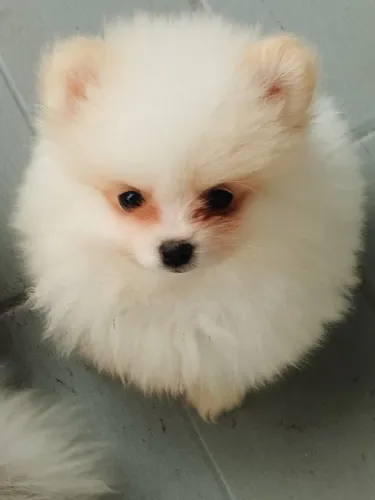 Spitz alemão- Lulu da pomerania 