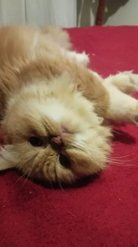 Gata persa para cruzar 
