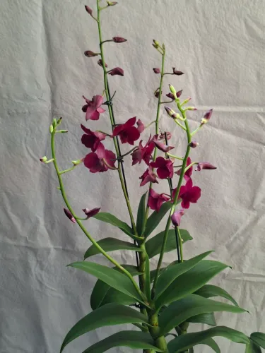 Orquídeas 
