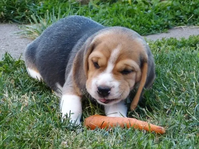 Filhotes de Beagle | Um novo brilho na sua rotina