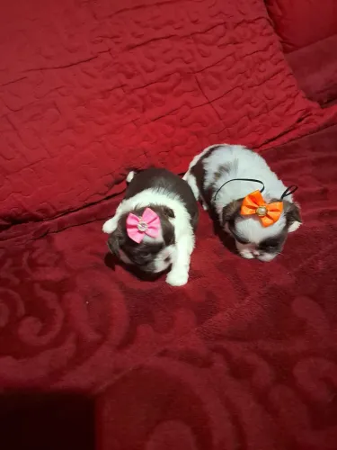 Vendas de cachorrinhos