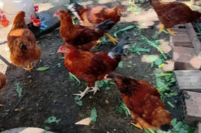 Vendo galinhas $ 50.00 cada