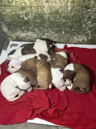 Filhote pit Bull