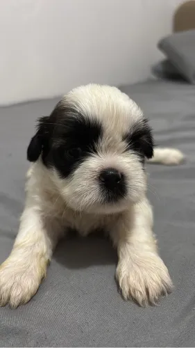 Vendo Filhotes de Shih Tzu