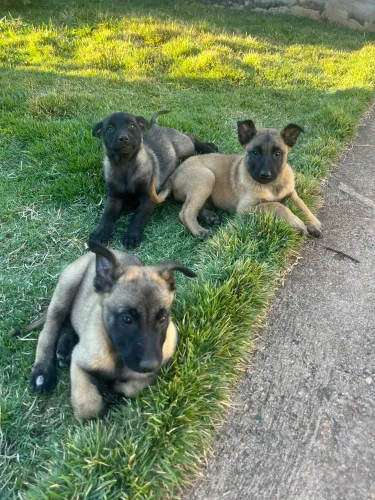 Filhote pastor belga malinoar 