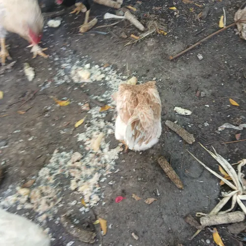 GALINHA