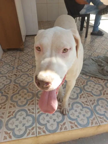 Vende-se filhote de Dogo Argentino