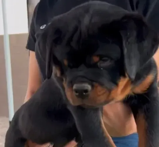 FILHOTES DISPONÍVEIS - ROTTWEILER