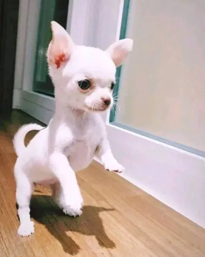 Chihuahua perfeito
