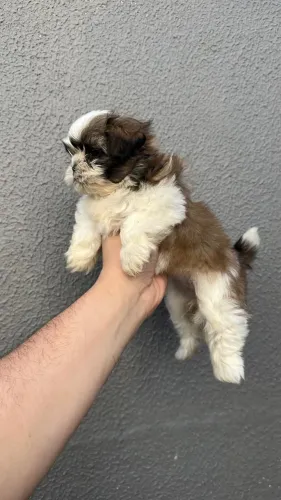 Fêmea de shih tzu micro, super pequena disponível para venda 