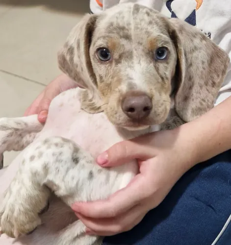 Filhote dachshund (salsicha) mofado - Macho