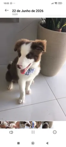 Vendo ou troco filhote de Border Colie