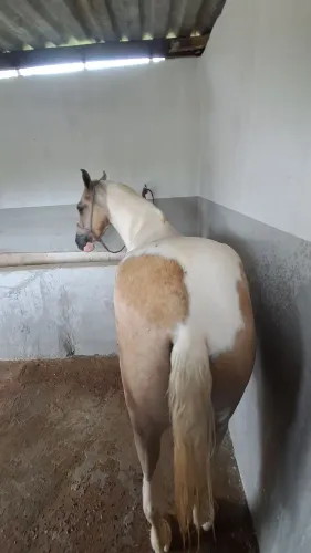 Cavalo iniciando doma
