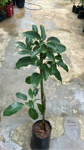 Muda de abacate enxertada