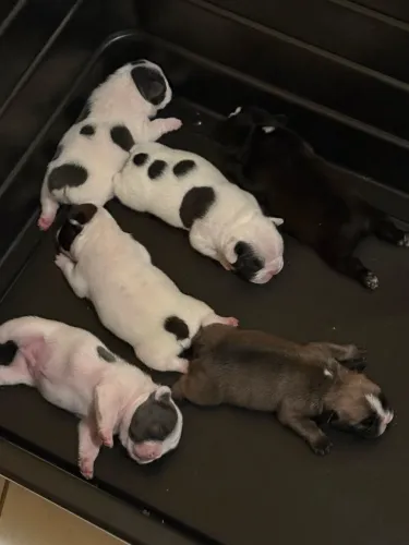 Buldogue francês 