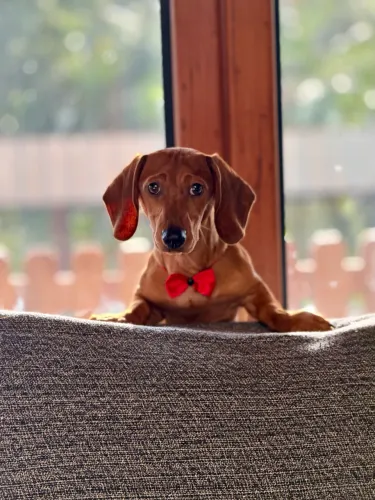 FILHOTE DACHSHUND - 5 meses