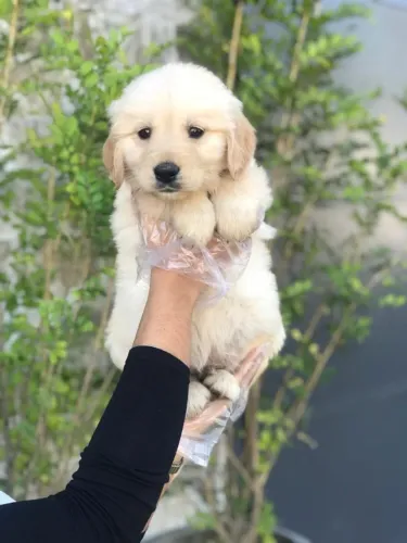 Golden fêmea saudável, com pedigree e vacina importada prontinha pra você!