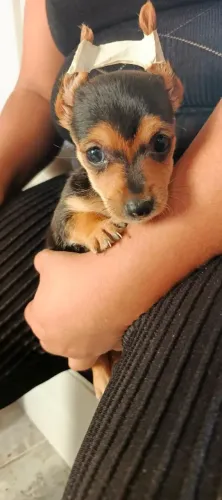 Pra doação filhotes de pinscher cero mae Yorkshire 0