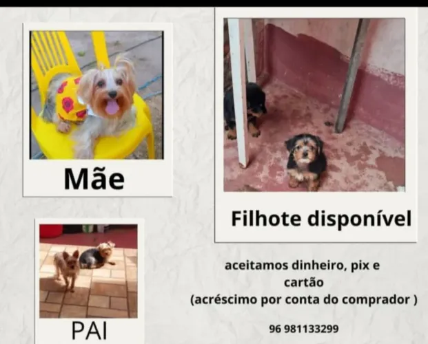 Vende-se filhotes de yorkshire 