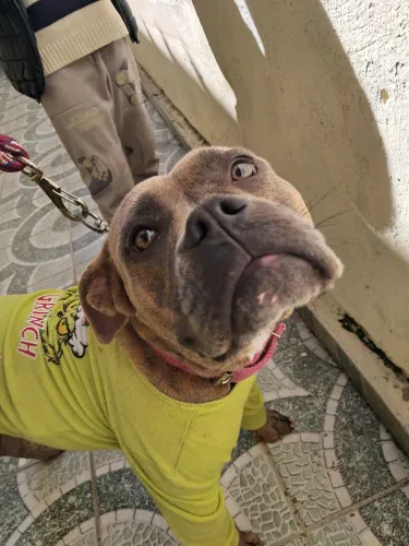 American bully fêmea 