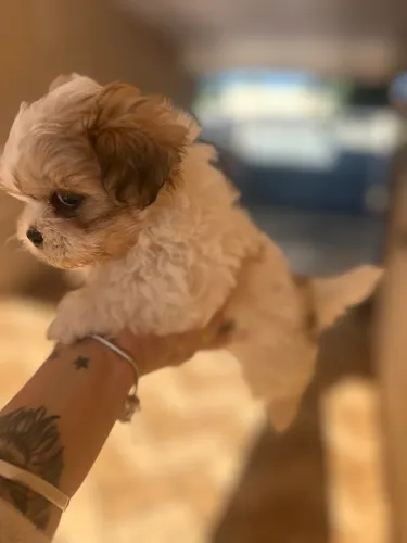 Filhote de shih tzu