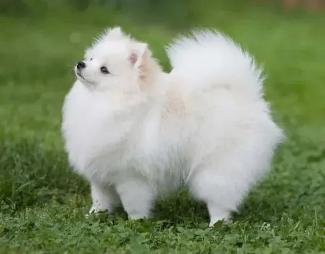 PROC. Spitz Alemão macho p cruza.