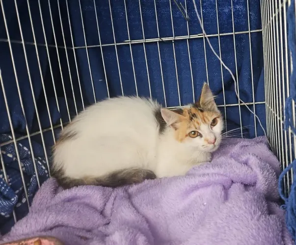 Gata de 5 meses para adoção 