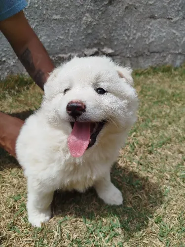 Pomsky macho disponível
