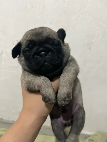 Vende-se cachorro 