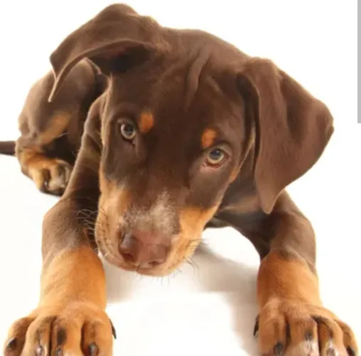 Filhotes doberman com pedigree