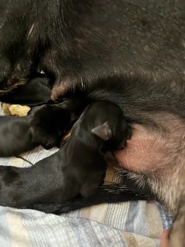 ? FILHOTES DE PINSCHER À VENDA! R$ 800,00 chamar no WhatsApp *