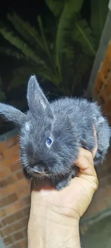 Coelhos mestiçoos Flanders com Nova Zelândia!!!