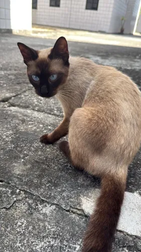 Gata siamesa
