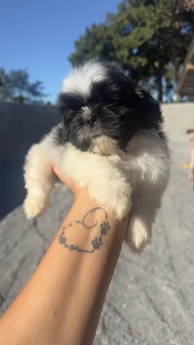 Shihtzu macho