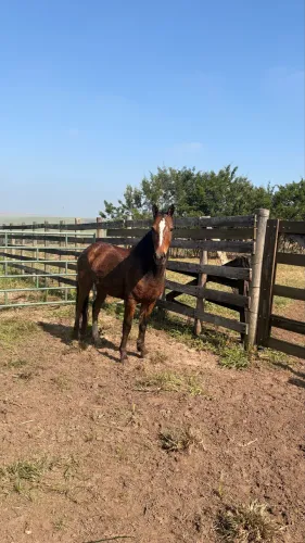 Cavalo Trotador