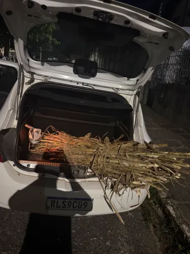Mudas de capim elefante gigante brs CAPIAÇU da embrapa 