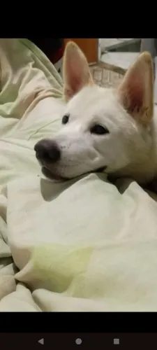 Akita para doação 