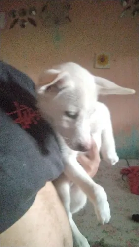 Husky siberiano puro