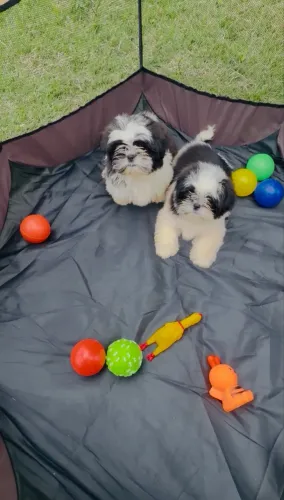 Shih tzu machinhos