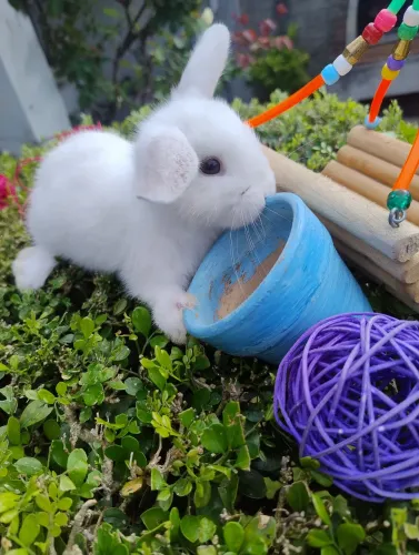 Coelho mini Lop disponível