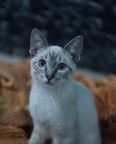 Gato Filhote Siamês ( Doação )